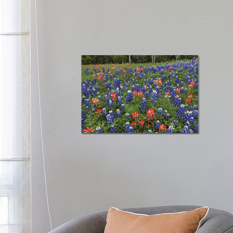 Bluebonnet And Paintbrush Meadow, Cedar Hill State Park, Texas by Tim Fitzharris - Wrapped Canvas Print