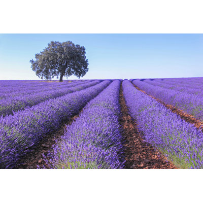 Lavender Fields - Photographie sur toile tendue
