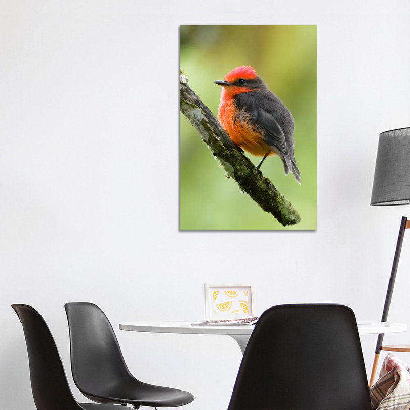 Vermilion Flycatcher Male, Galapagos Islands, Ecuador 1 Piece Wrapped Canvas Wall Art, 101.6 cm H x 66.04 cm W x 1.91 cm D