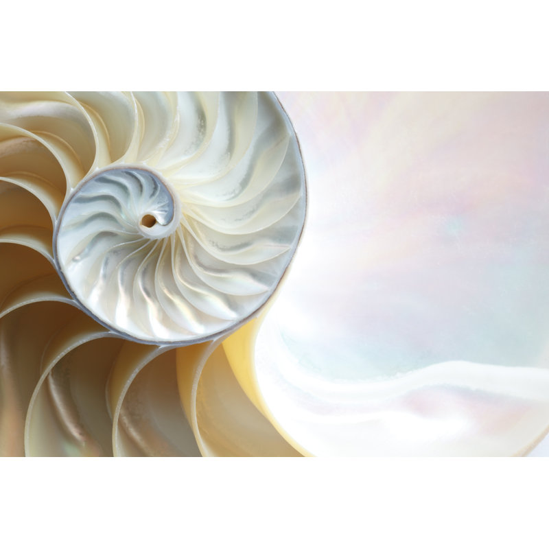 Nautilus Shell by DNY59 - No Frame Print on Canvas, 20cm H x 30cm W