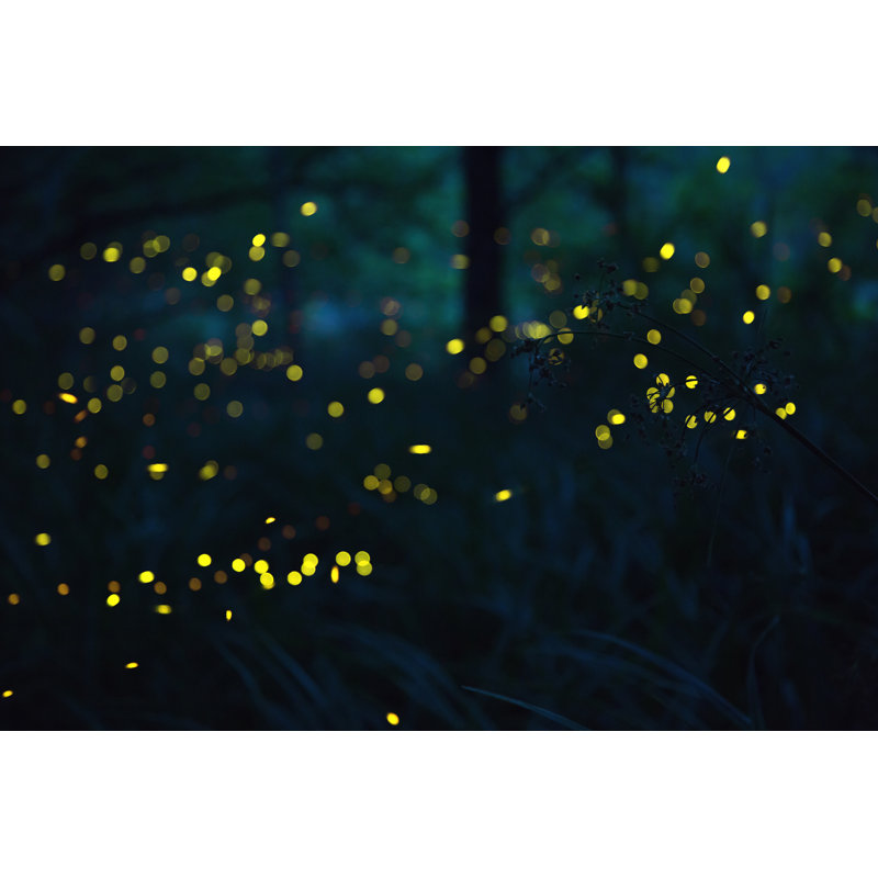 Chua " Fireflies " by Diana Radicchi, 8" H x 12" W