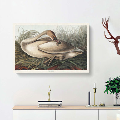 A Trumpeter Swan - Wrapped Canvas Painting