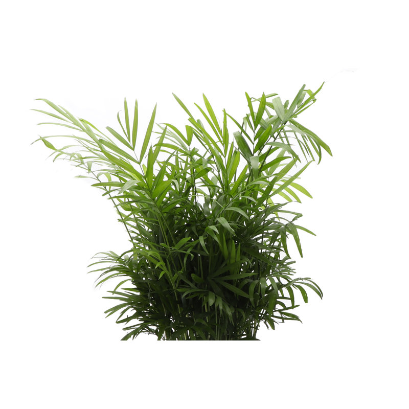 Live Parlor Palm Plant, 6" Diameter, Black