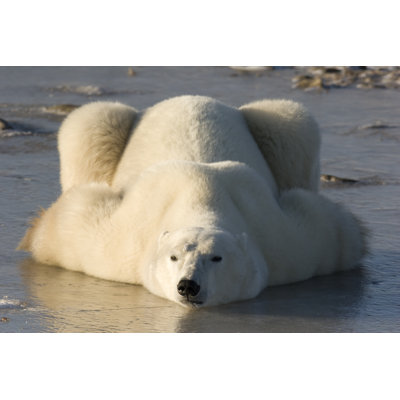 Ours polaire couché par Visualcissions