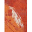 Rapture Area Rug-1124281150