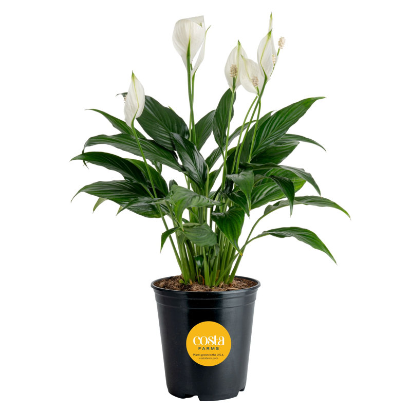 Peace Lily in Grower Pot