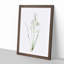Paradise Lily by Pierre-Joseph Redoute - Framed Print-55577927-55577924