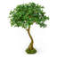 Serene Spaces Living Schefflera