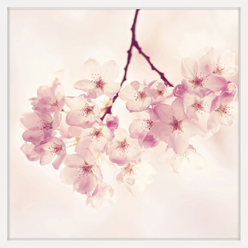 «Cherry Blossoms», reproduction de photo encadrée, H 18 po x l 18 po