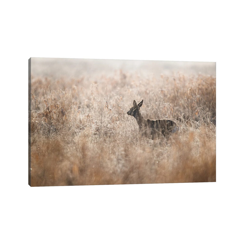 Roe Deer by Mateusz Piesiak - Wrapped Canvas Print, 20.32cm H x 30.48cm W x 1.905cm D