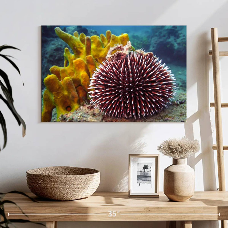 Sea Urchin, H 16 po x l 24 po