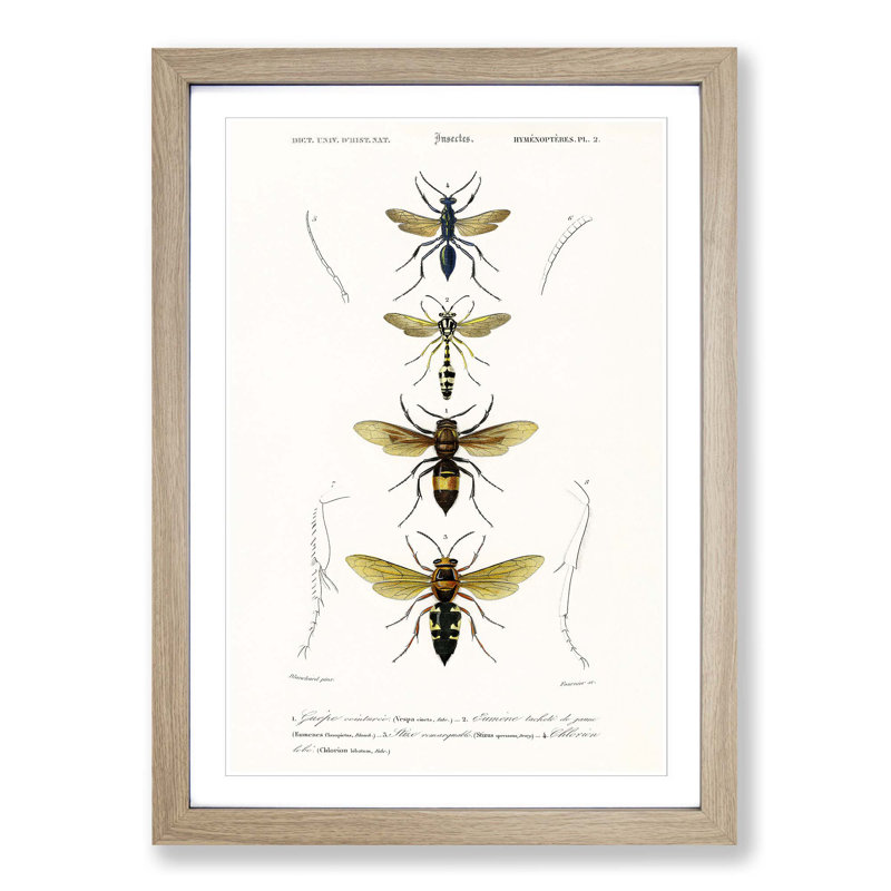 Wasp Illustrations PL. 2 by Charles D'Orbigny - Picture Frame Painting Print, 48cm H x 36cm W x 2cm D, Oak Framed