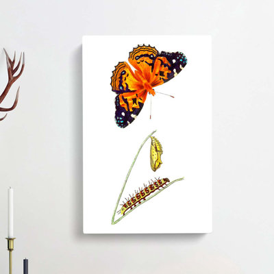 Caterpillar & Painted Lady Butterfly by George Shaw - Wrapped Canvas Painting