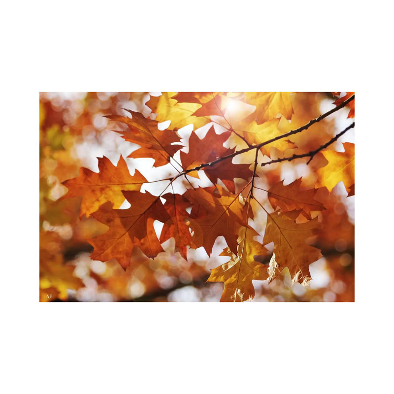 Autumn Oak Leaves by Alyson Fennell - Wrapped Canvas Panoramic Print, 20.32 cm H x 30.48 cm W
