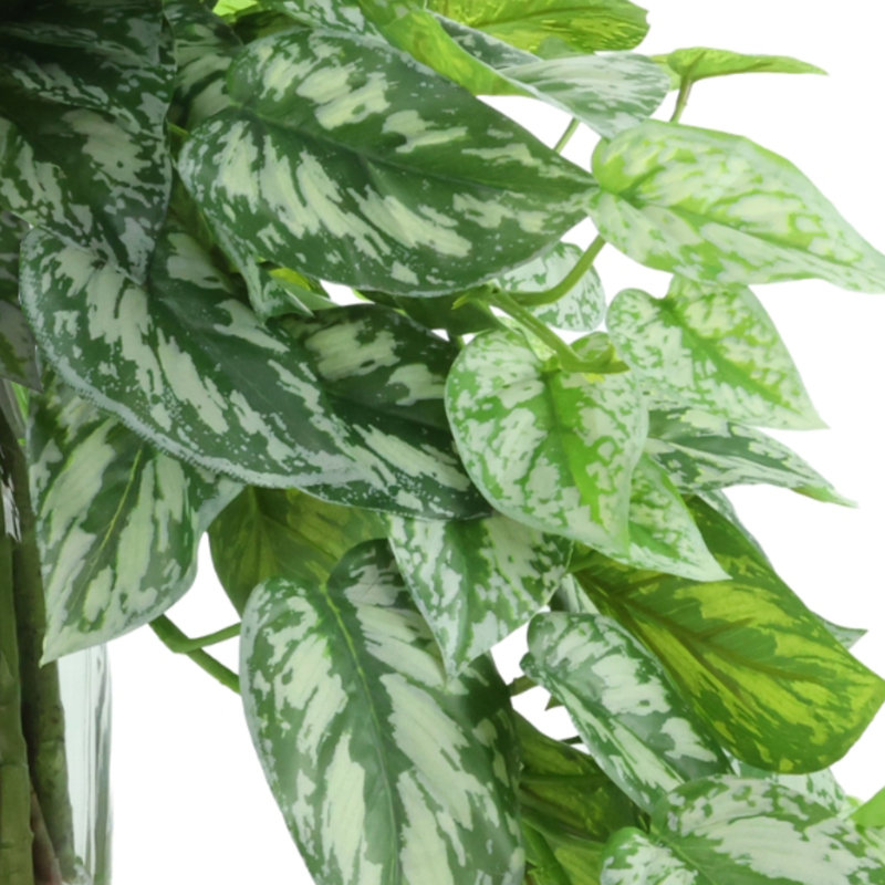 Scindapsus dans un vase en verre