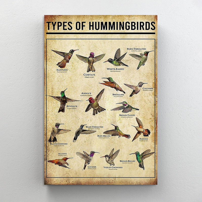 «Hummingbird Types of Hummingbirds», art textuel sur toile tendue, H 14 po x l 11 po x P 1,25 po