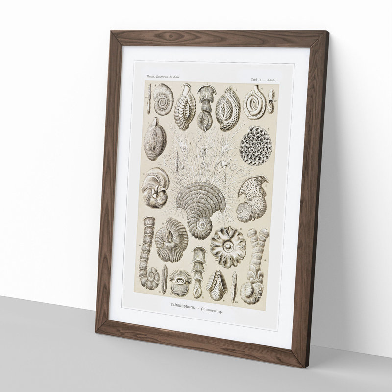 Study of Shells by Ernst Haeckel - Picture Frame Graphic Art, 36cm H x 27cm W x 2cm D, Walnut Framed