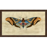 Grand Moth II Painting