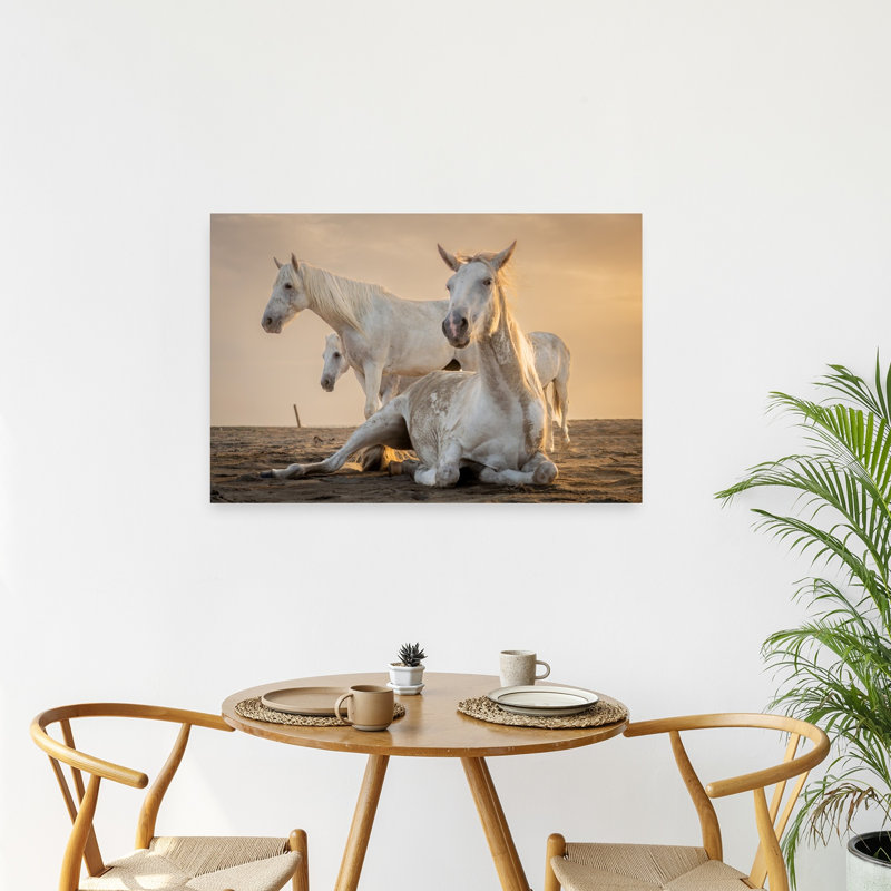 Art blanc, chevaux blancs, heure dorée, sérénité, calme, cheval, plage, nature
