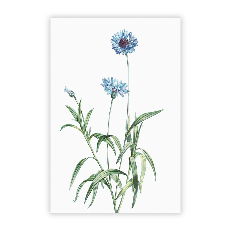 Cornflowers In Blue by Pierre-Joseph Redoute - No Frame Painting, 42 cm H x 29.7 cm W
