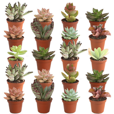 20 Piece Costa Farms Live Mini Succulent Low Maintenance Plant in Plastic Nursery Pot -  CO.MIN.4D.20PK