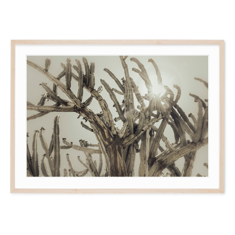 Cactus soleil, H 29 po x l 40 po, Noir