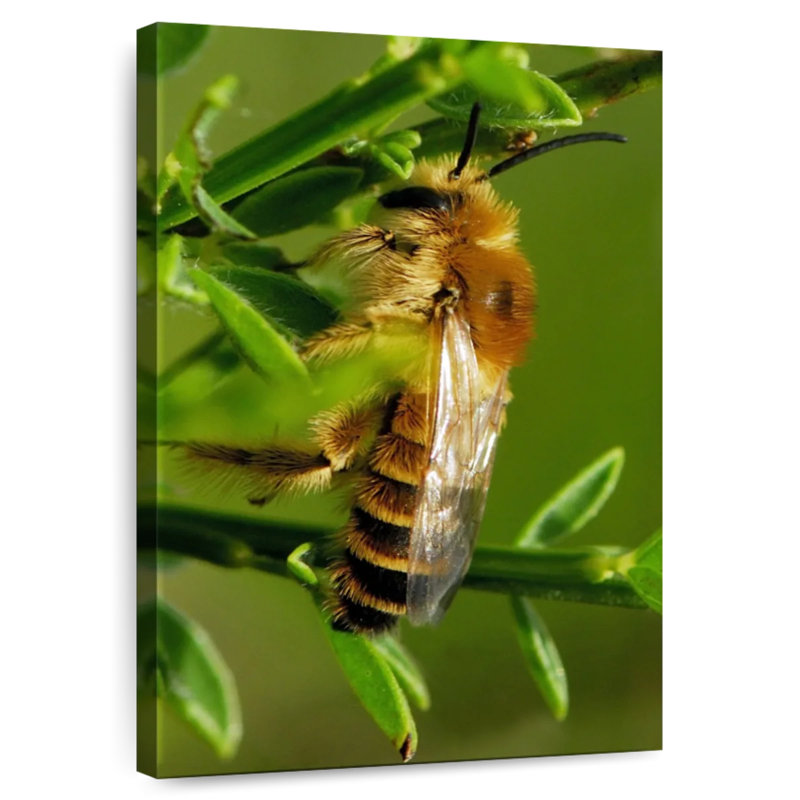 Brampt Bee Bee Bee, 39" H x 26" W