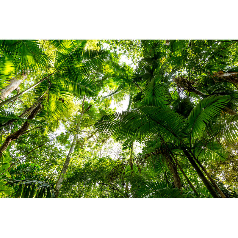 Amazon Rainforest 1 Piece Wall Art on Canvas, 20cm H x 30cm W