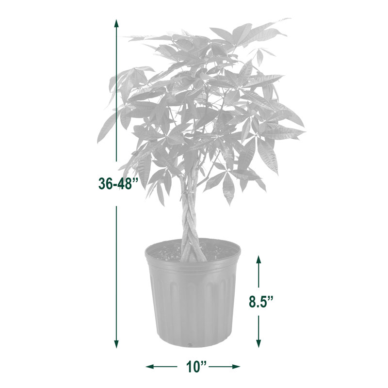 Pachira Aquatica Money Tree in Black Plastic Pot