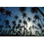 Island Evening II Print by Mike Toy-26773292-26773293