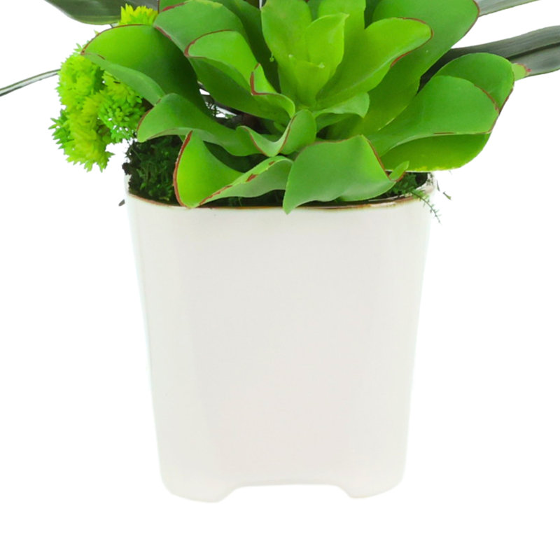 Orchidée et arrangement de plantes grasses