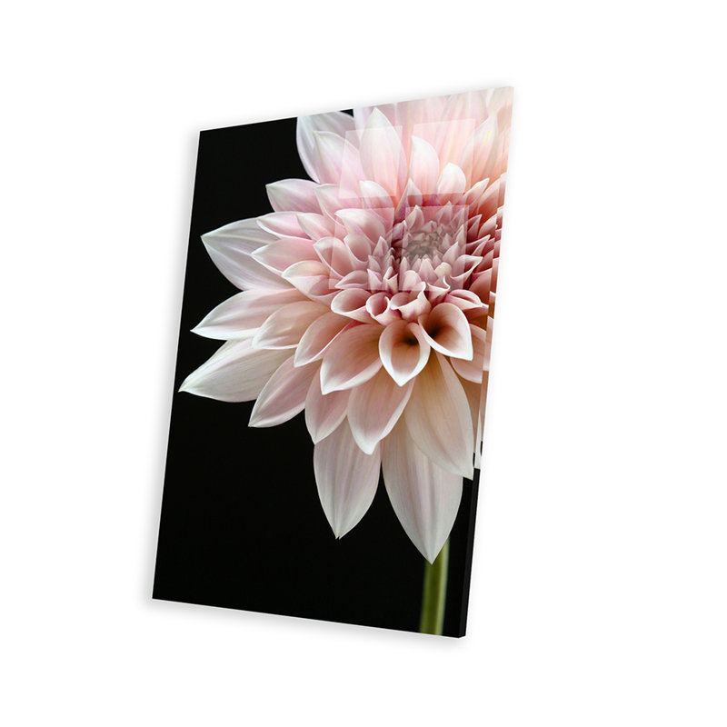 Café au lait Dahlia - sans cadre