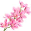 Tige d'orchidée Cymbidium-100334956