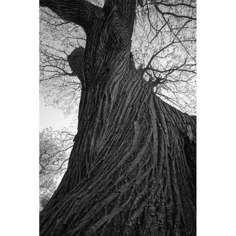 Twister by Martin Henson - Wrapped Canvas Art Prints, 30cm H x 20cm W x 3.8cm D