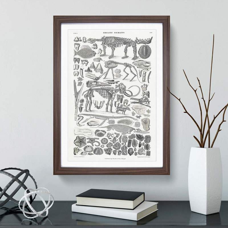 Fossils and Skeletons LXV by Oliver Goldsmith - Picture Frame Drawing Print, Walnut Framed, 36cm H x 27cm W x 2cm D