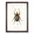 Walnut Framed selected