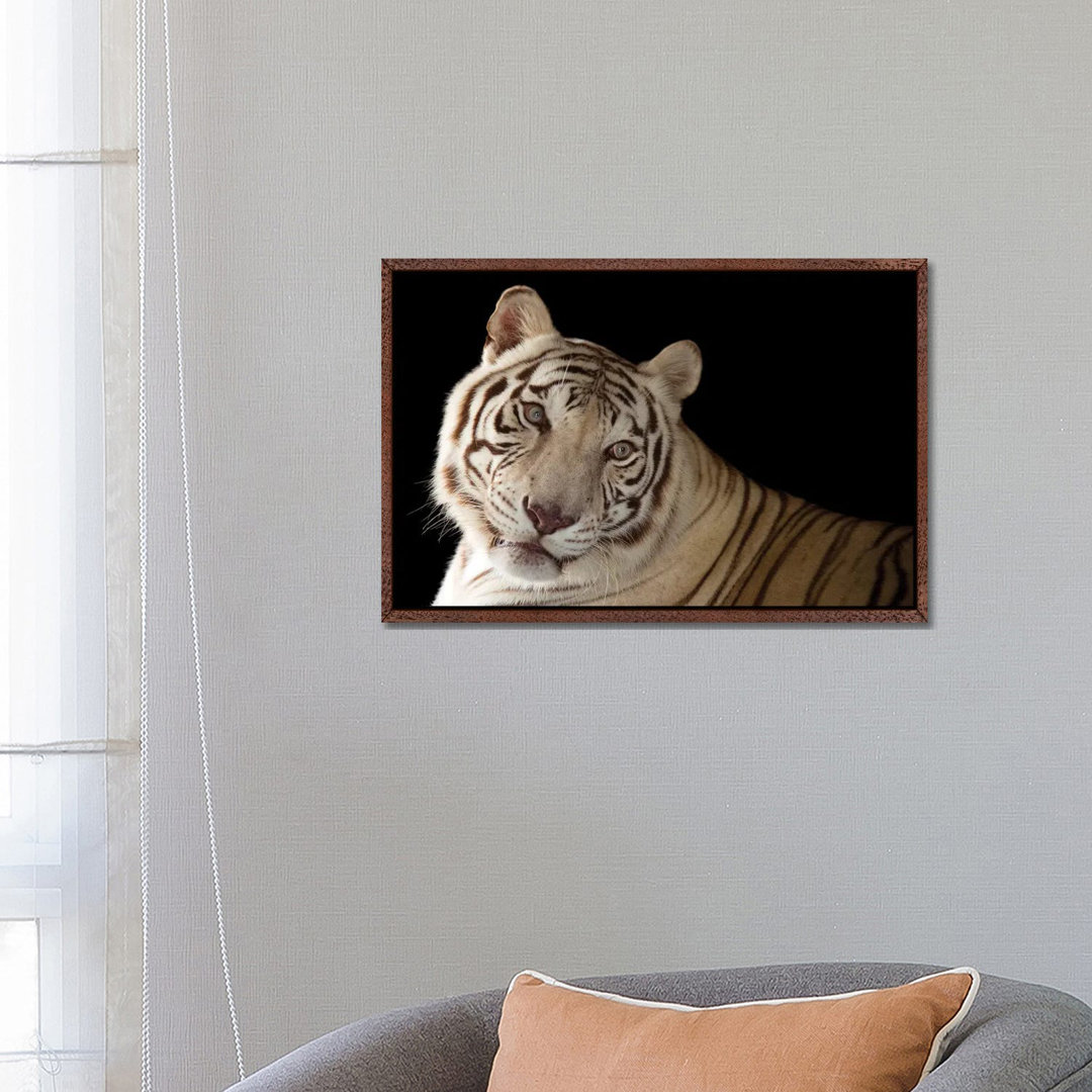 An Endangered Male White Bengal Tiger Named Rajah, At Alabama Gulf Coast Zoo by Joel Sartore - Gallery-Wrapped Canvas Gi...