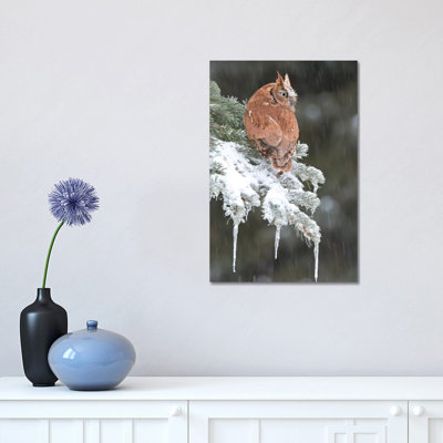 Eastern Screech Owl Red Morph In Winter, Howell Nature Center, Michigan by Steve Gettle - Wrapped Canvas Print