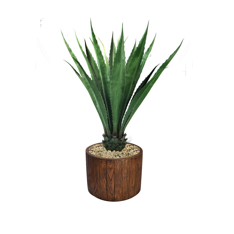 Agave d'intérieur / extérieur Panama en pot, H 56 po x l 36 po x P 36 po, Vert foncé