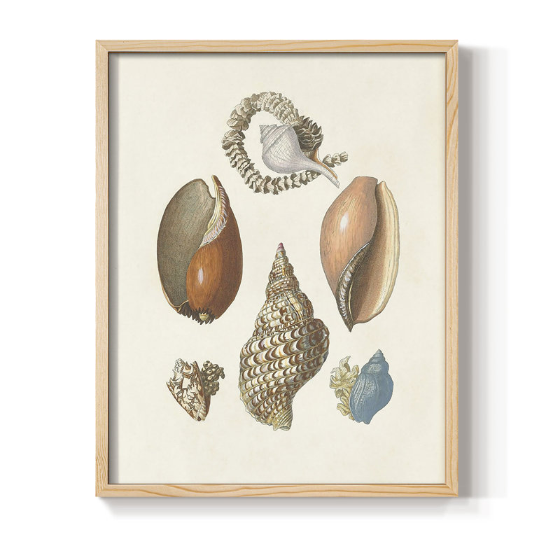 Knorr Shells & Coral I, reproduction encadrée - bois massif, H 11 po x l 9 po