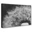 Dandelion Seed Sketch Painting - Wrapped Canvas-56654624