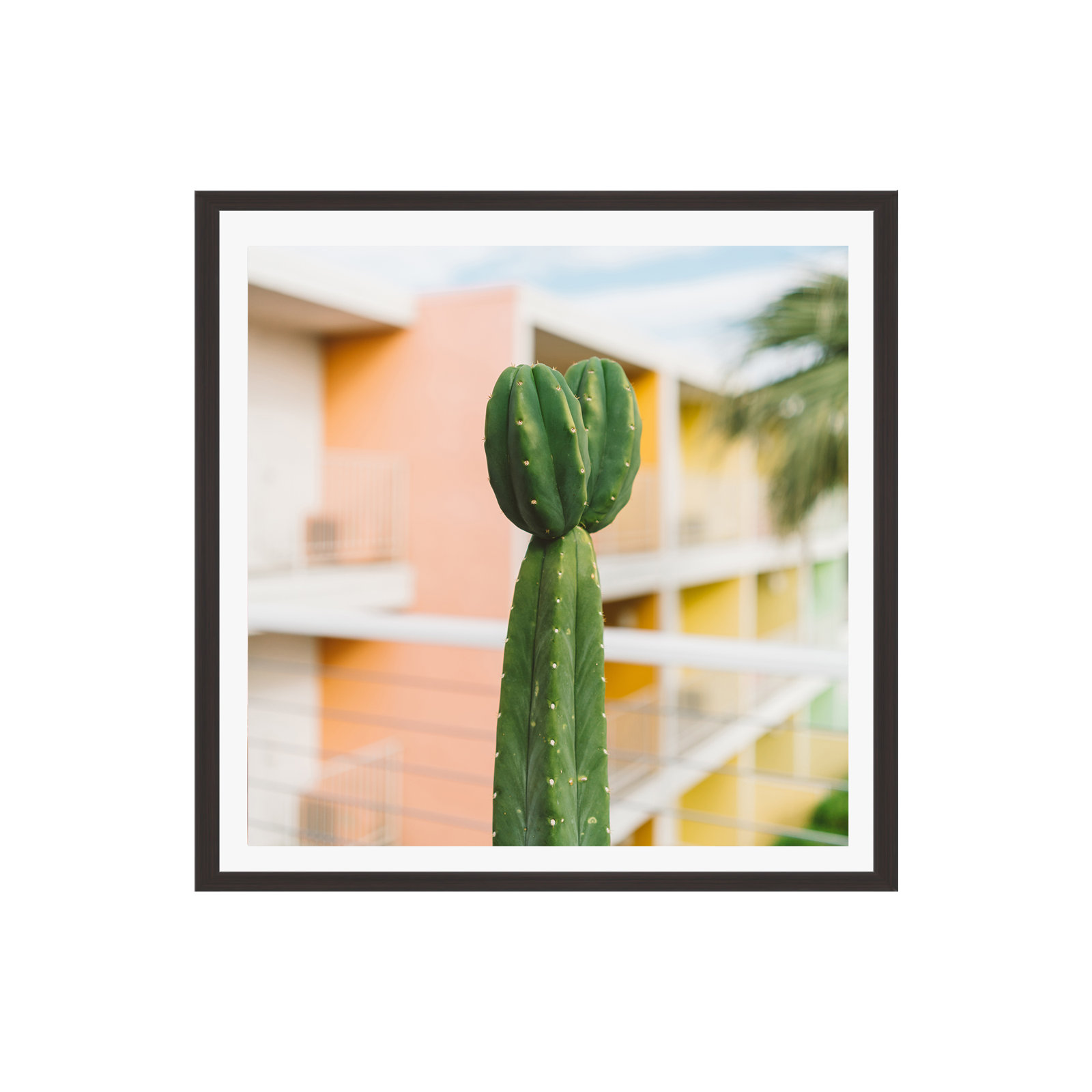 Palm Springs Cactus II by Bethany Young Photography, 12" H x 12" W x 0.75" D, Yes, Espresso Single Picture Framed