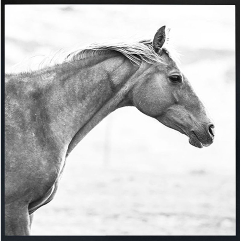 Horse Fr Bw Print by Chris Dunker, 39" H x 39" W