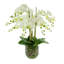 Phalaenopsis Floral Arrangement