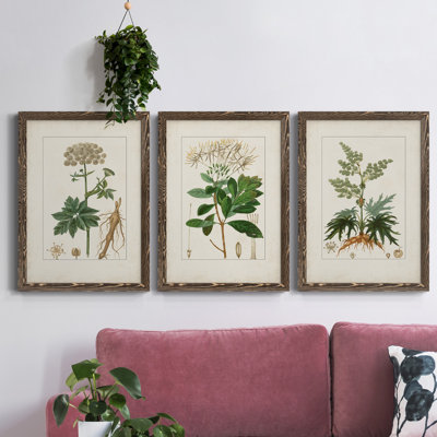 " Antique Turpin Botanical I " 2 - Pieces Painting Print