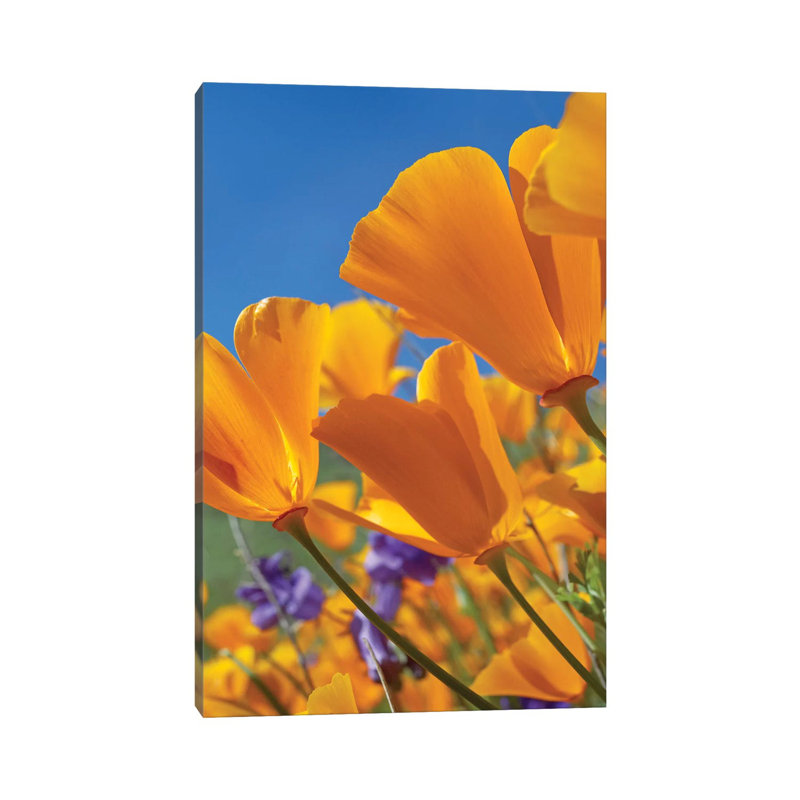 California Poppy Flowers, Antelope Valley, California II by Tim Fitzharris - Wrapped Canvas Print