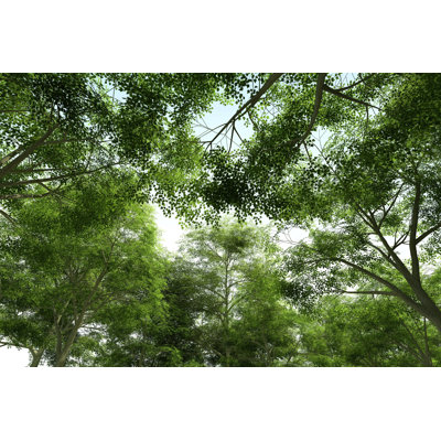 Leatha Treetops - Green Canopy - Wrapped Canvas Print