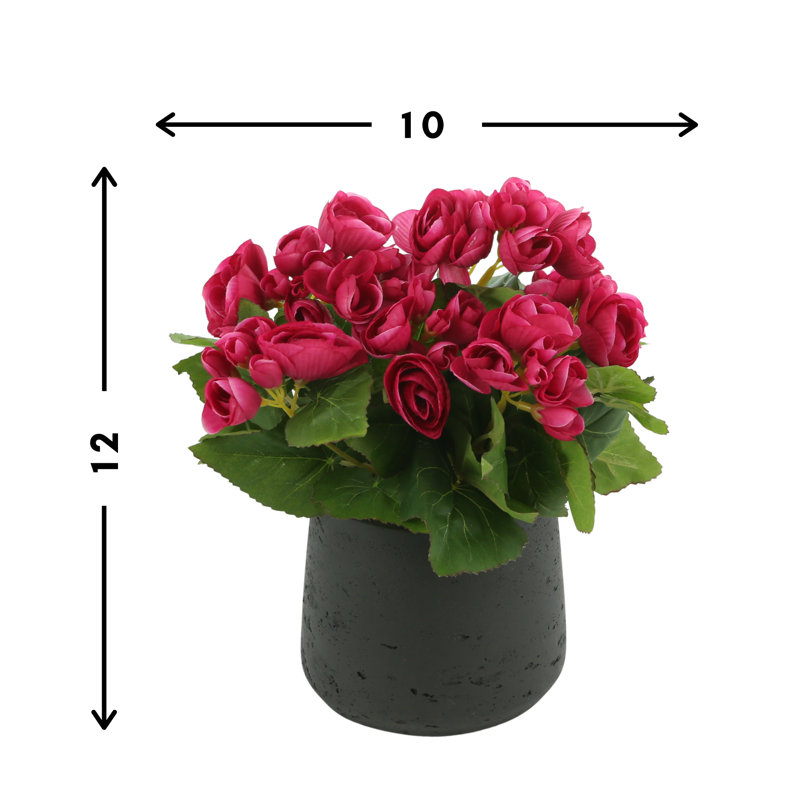 Begonia Floral Arrangement, Black, Pink