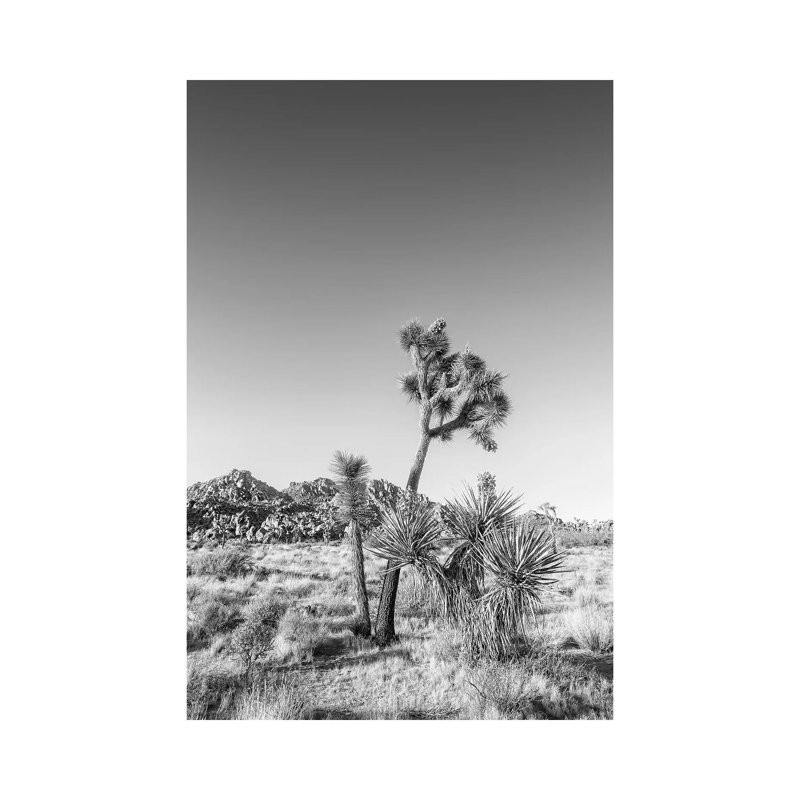 Joshua Tree National Park Monochrome by Melanie Viola - Wrapped Canvas Print, 101.6 cm H x 66.04 cm W x 3.175 cm D