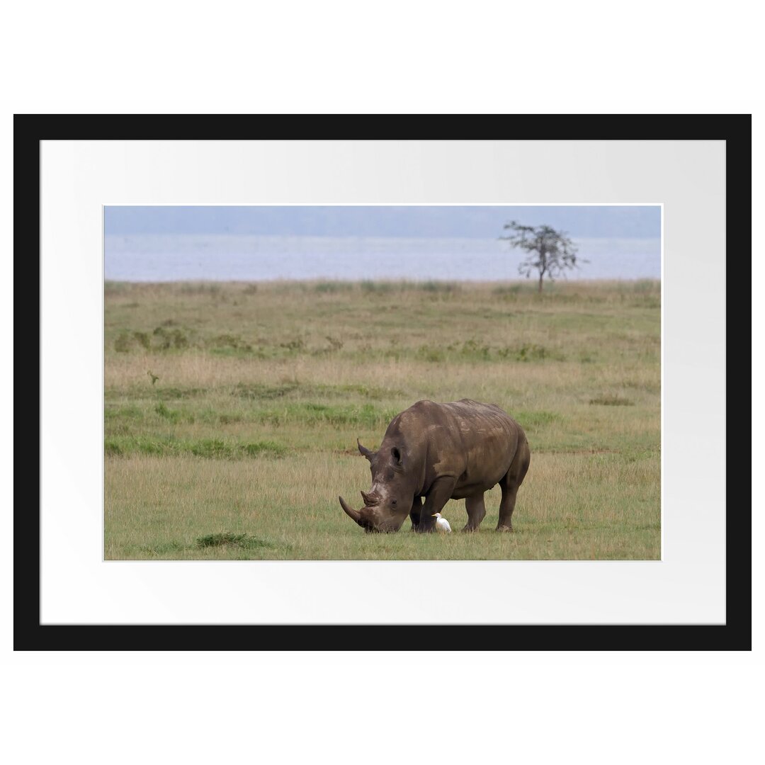 Gerahmtes Poster Großes Nashorn beim Fressen